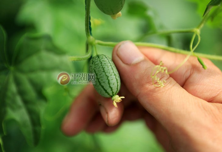 Dưa[-]hấu[-]tý[-]hon[-]chỉ[-]có[-]kích[-]thước[-]bằng[-]đầu[-]ngón[-]tay[-]của[-]con[-]người[-]